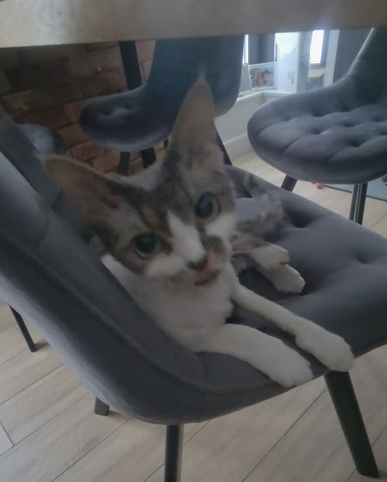 Devon rex najsłodsza kotka