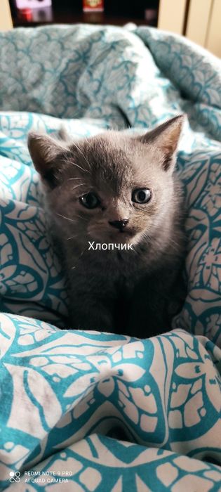 Продам британських котиків