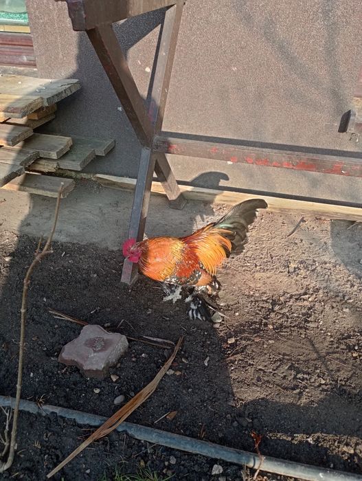 Kurki karzełki łapciate