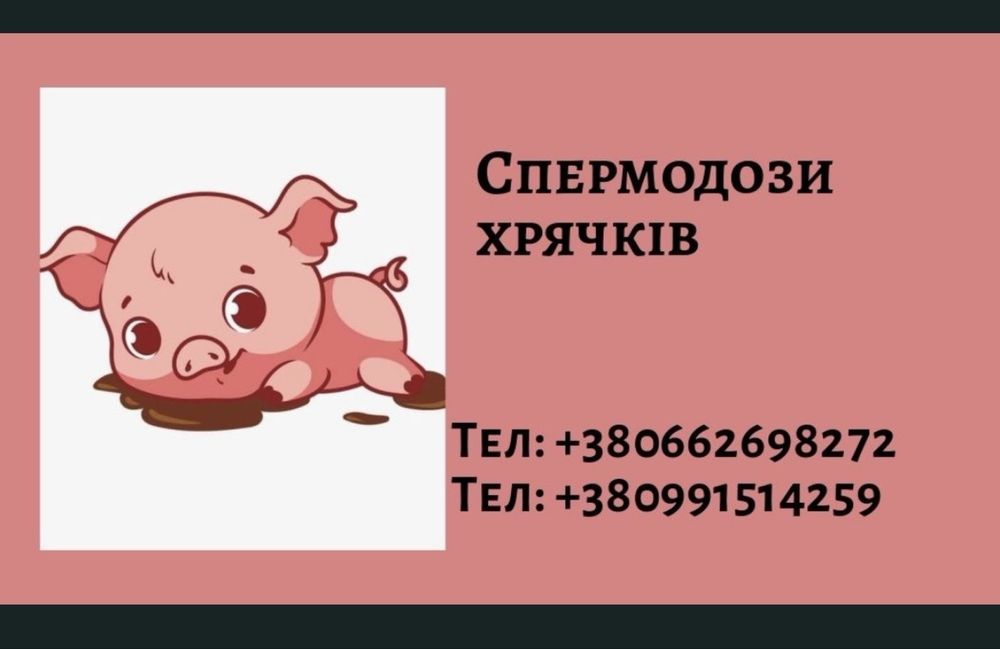 Сперма (сім'я) хряків,кнурів