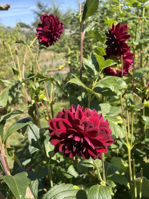 Dalie i byliny długo kwitnące