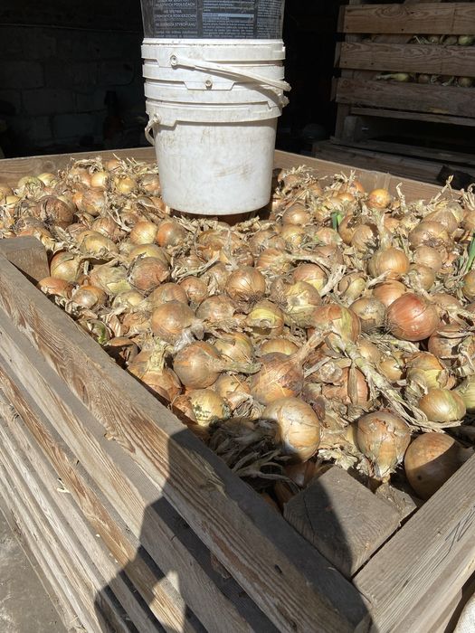 Cebula żółta, worki 15 kg i 5 kg