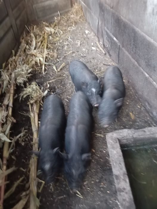 Porcos vietnamitas para Seder