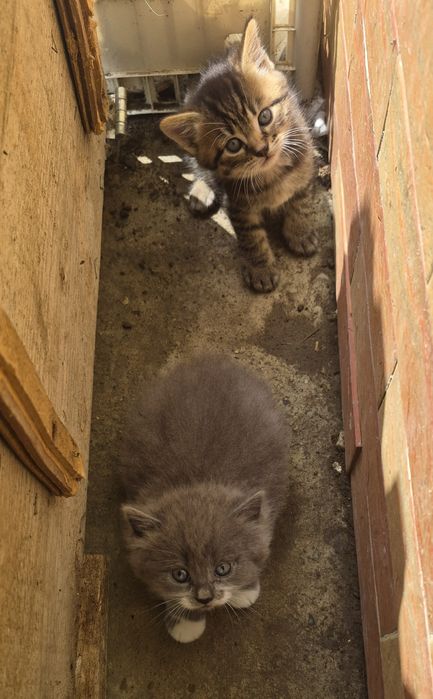 Відам кошенят в добрі рукі