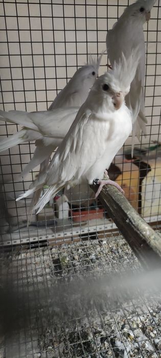 Vendo caturra albina de 2025 uma femia