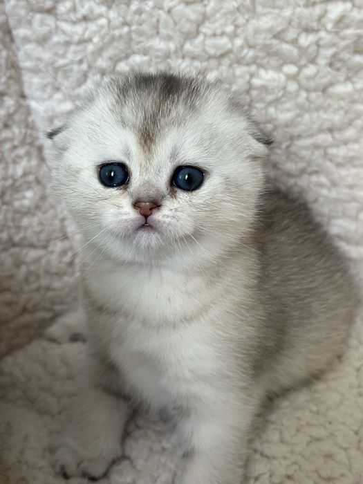 Шотландська вісловушка