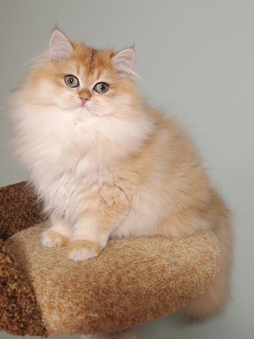 Британська золота шиншила довгошерста дівчинка