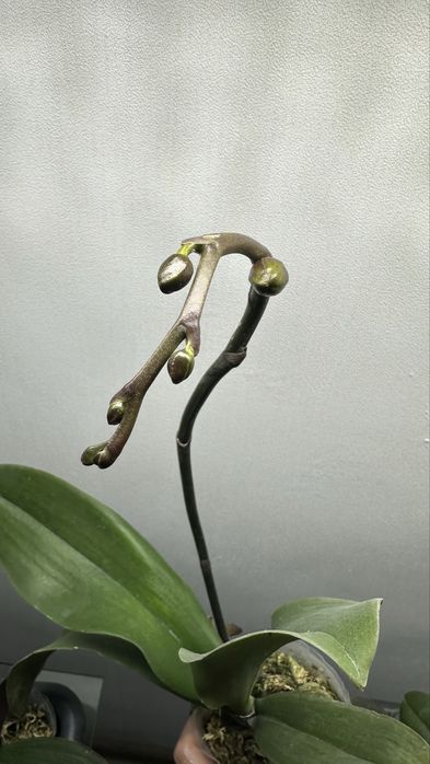 Phalaenopsis Strawberry Chocolate (орхідея метелик)