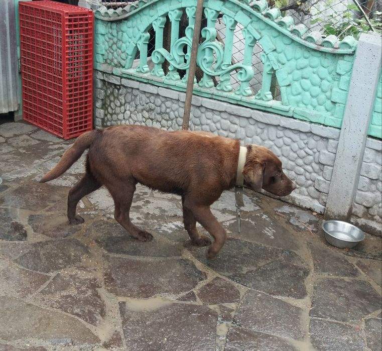 Шоколадний кавалер.