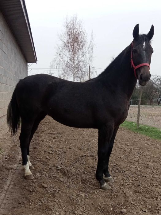 Klacz Śląska szpak KS Główna