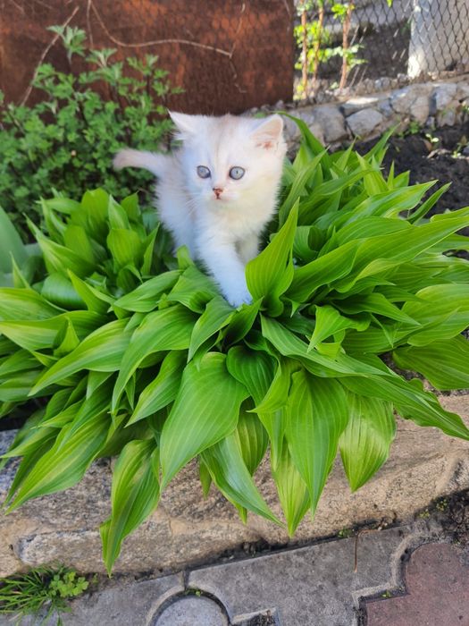 Кошенята шотландці