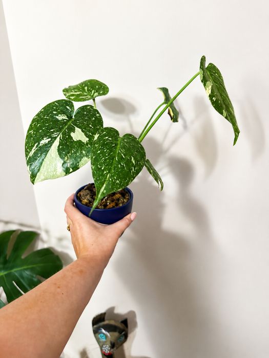 Monstera  THAI constellation