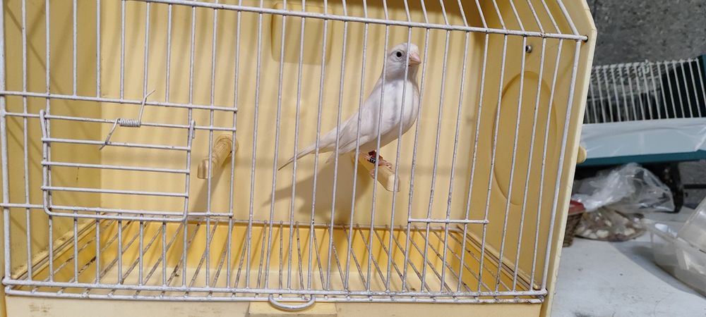 Canários Brancos Recessivos