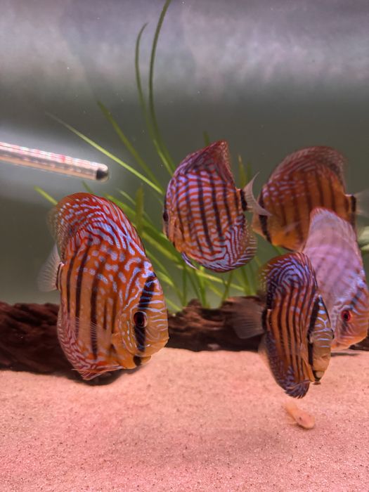 Peixes Discus Saudáveis