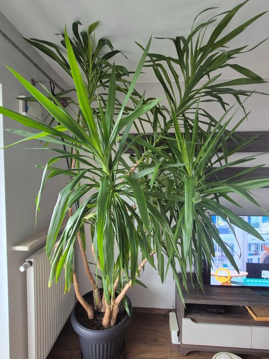 Juka, dorodna zdrowa palma Juka, Jukka, Yucca 2,7m, 6 pędów + 1 młody