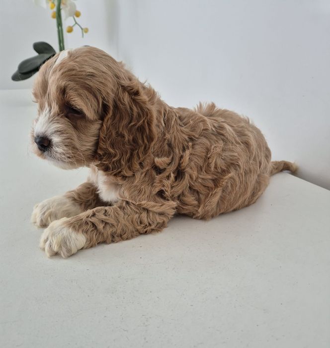 Suczka Cockapoo f1 Cocker spaniel- Pudel