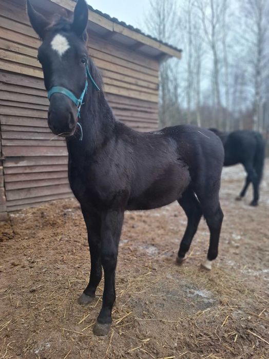 Sprzedam ogierka ślaskiego
