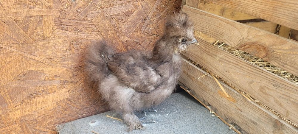 Silka, Silki USA, Czekolada, Split mottled, Czarna