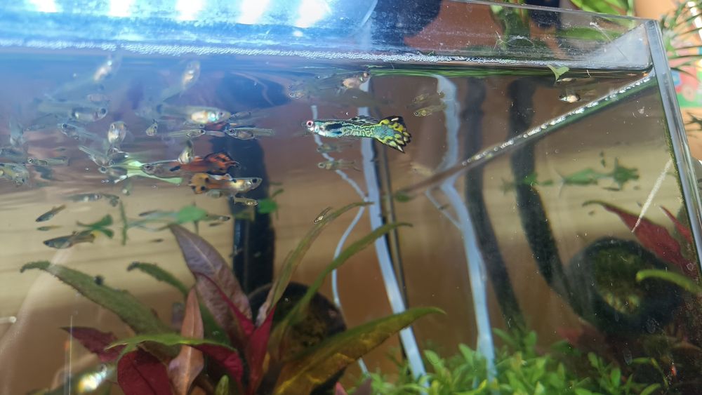 Rybki akwariowe Gupiki endlera