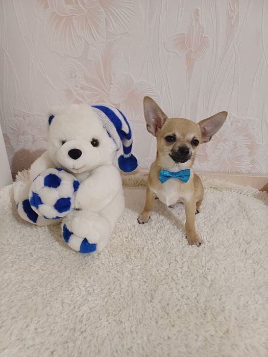 Чихуахуа міні собачка