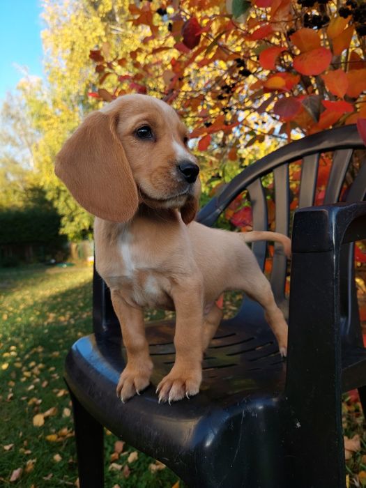 Cocker spaniel angielski x beagle szczeniak piesek