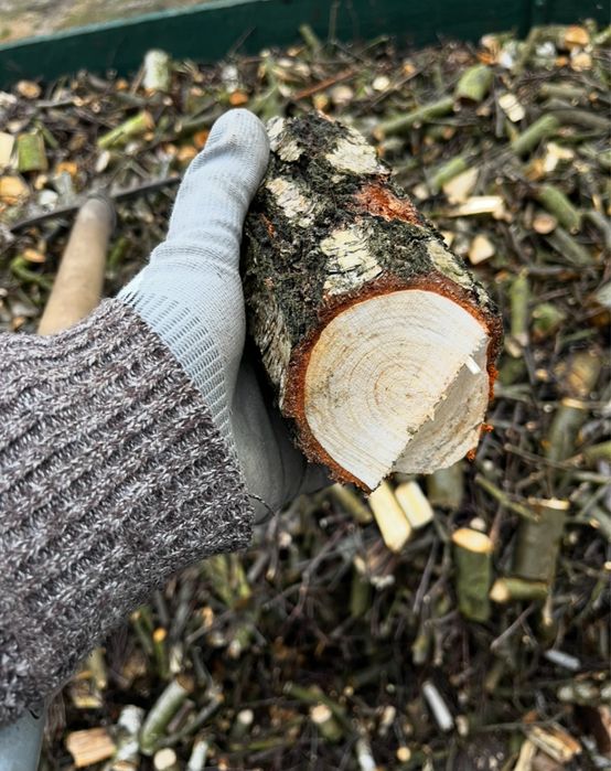 Uslugi rębakiem, wycinka drzew