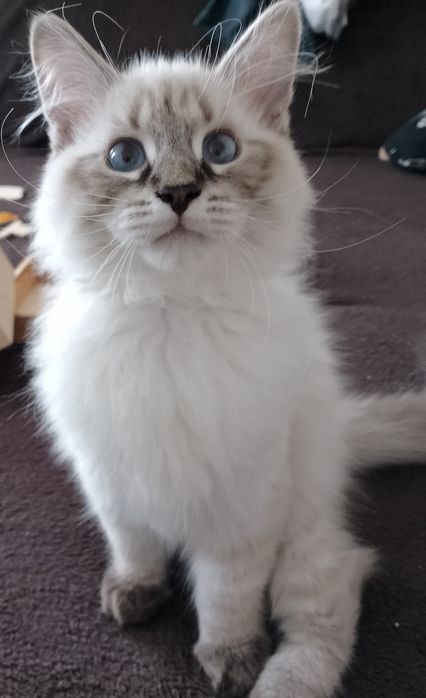 Neva Masquerade kocurek Etten Nenufar*PL