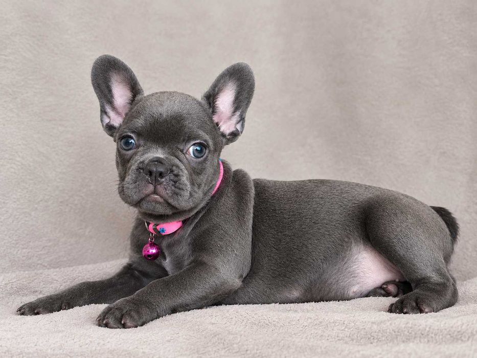 Buldogue francês fêmea