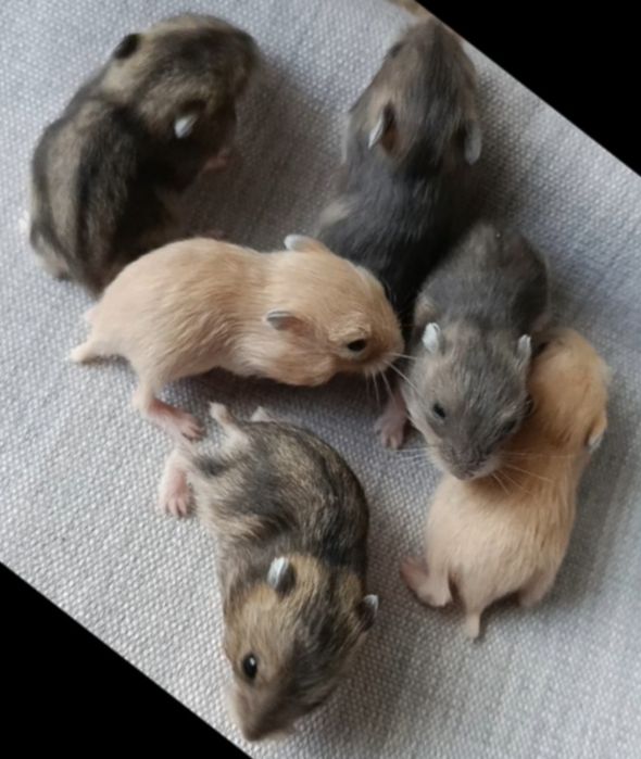 4 młode chomiczki dżungarskie