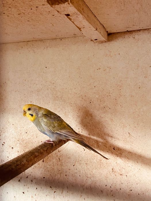 Casal de periquitos arco-íris