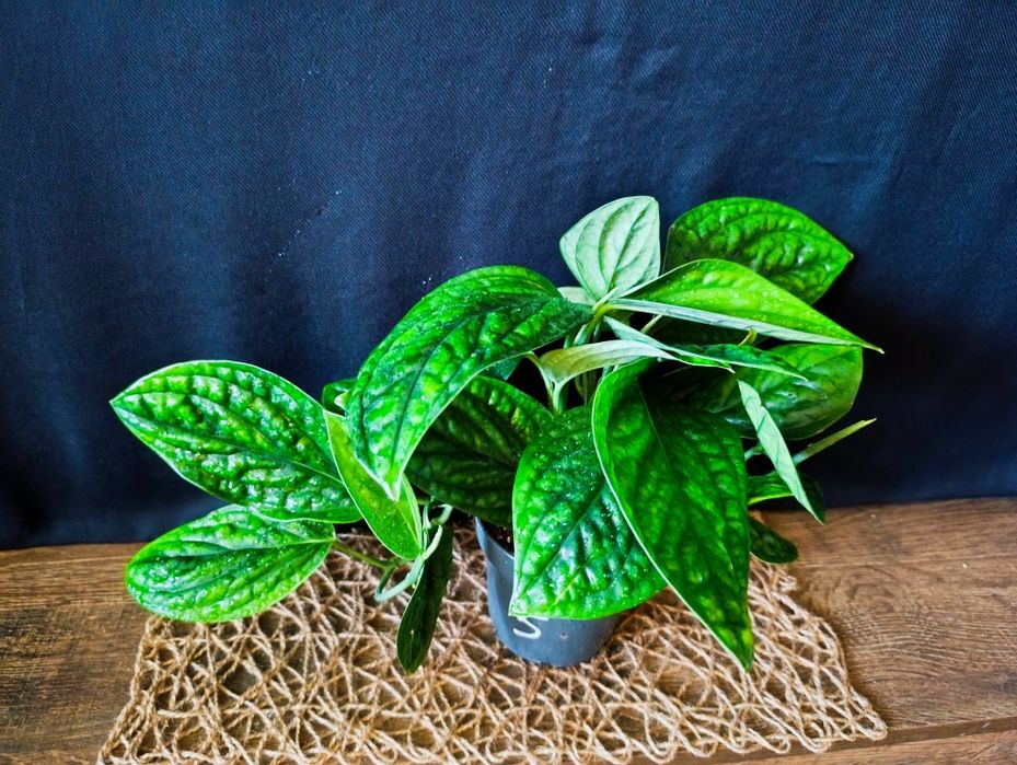 Епіпремнум Marble Planet