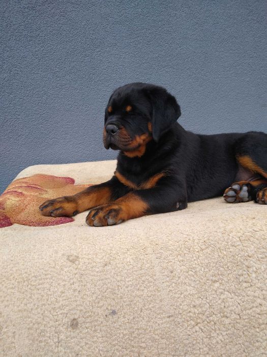 Rottweiler szczenię ZKWP/FCI