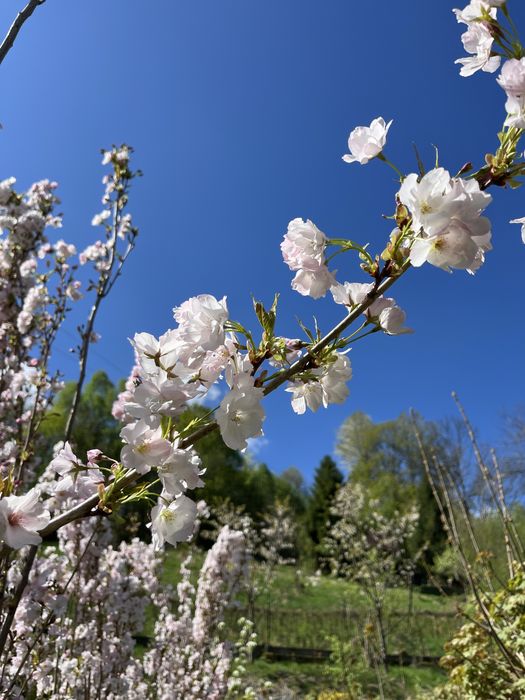 Wisnia kanzan kwitnąca obw 8-12