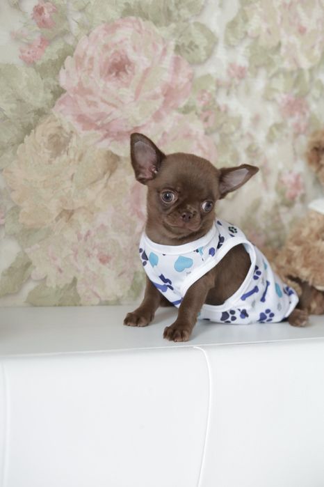 Chihuahua FCI chłopak