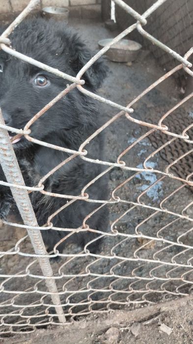 Отдам в хорошие руки ( возможно с доставкой)