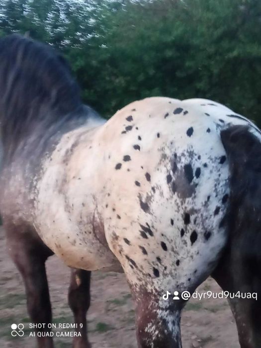 Tarant ogier bardzo spokojny