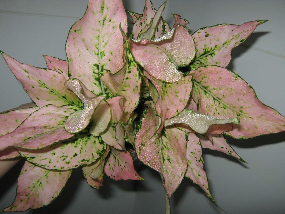 калатея аглаонема филодендрон драцена  дек. лиственные цветы от200грн