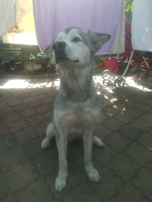 Отдам в хорошие руки