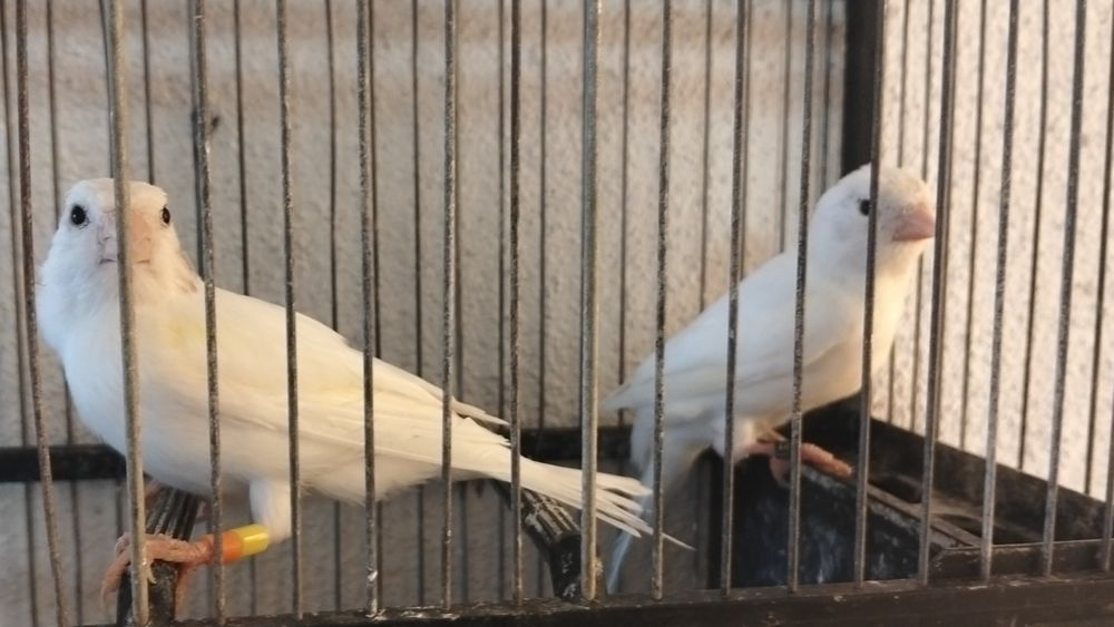 Canários timbrados espanhóis