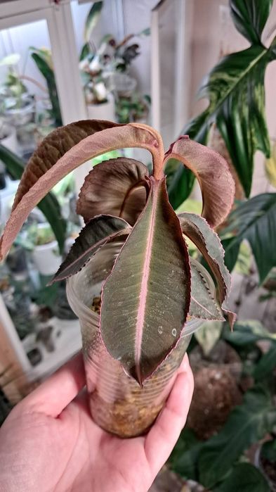 Labisia   Pumila