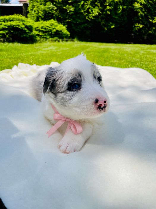 Border collie / blue merle / szczeniak/ suczka / rodowód