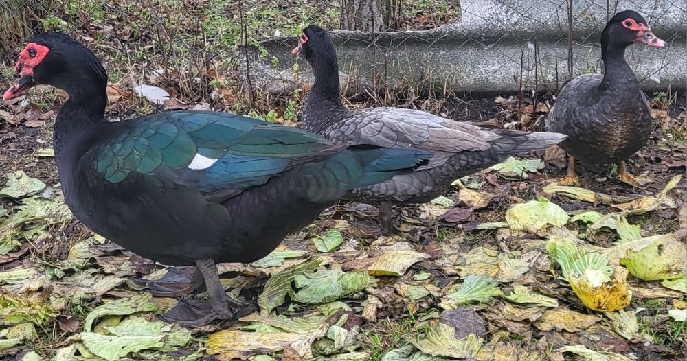Инкубационное яйцо мускусной утки, индоутки тяжелой линии Голубая