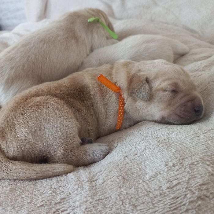 Szczeniak Golden Retriever
