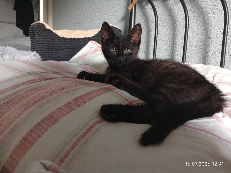 Jagódka szuka kanapy i serca na zawsze. Adoptuj!