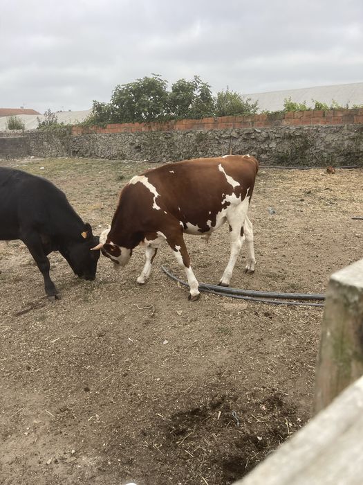 Vendo 4 vitelões cruzados