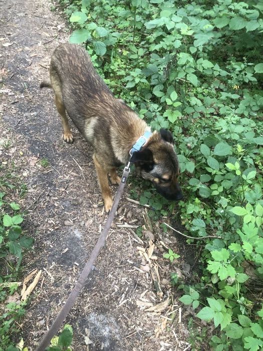 Lulu( VIP w schronisku) szuka odpowiedzialnego  domku