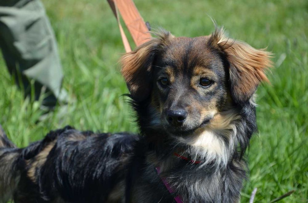 Arlo mały śliczny przylepek ADOPCJA