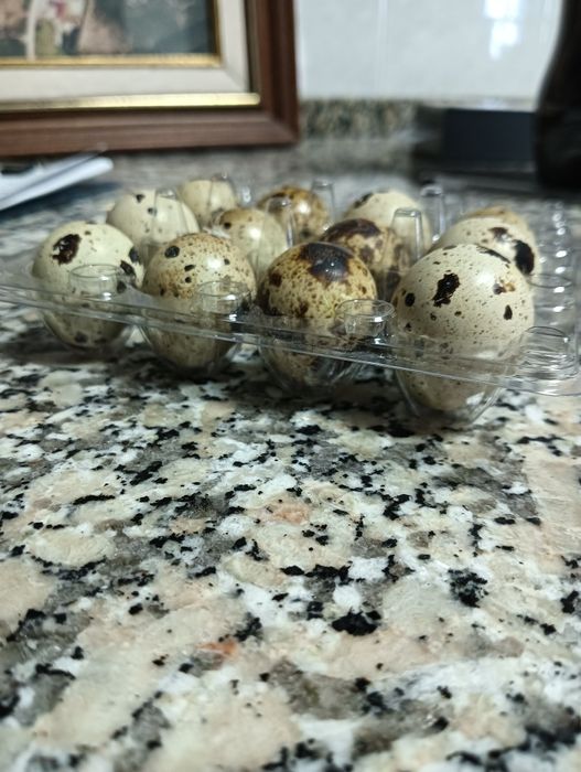 Ovos caseiros para incubação