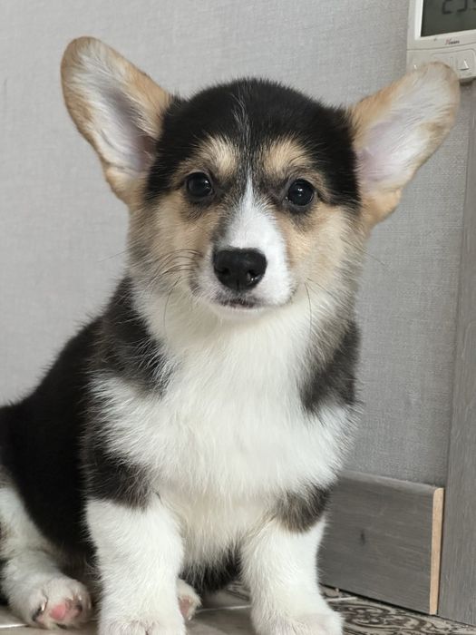 Мальчик Вельш-Корги для вязки