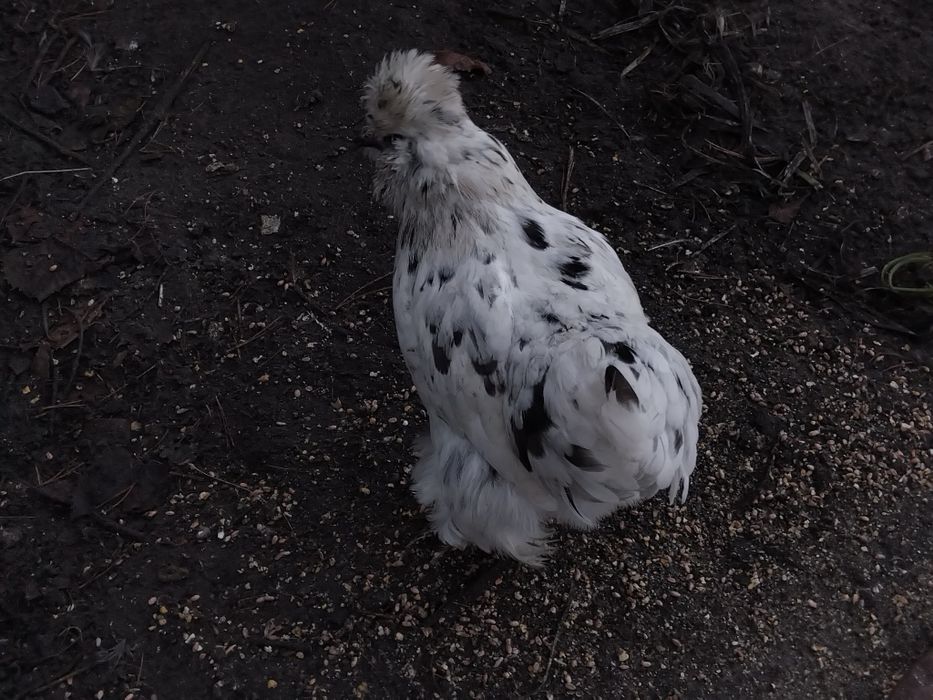 Silki, kury ozdobne,  sileczki, silka, wyandotte,  jersey giant